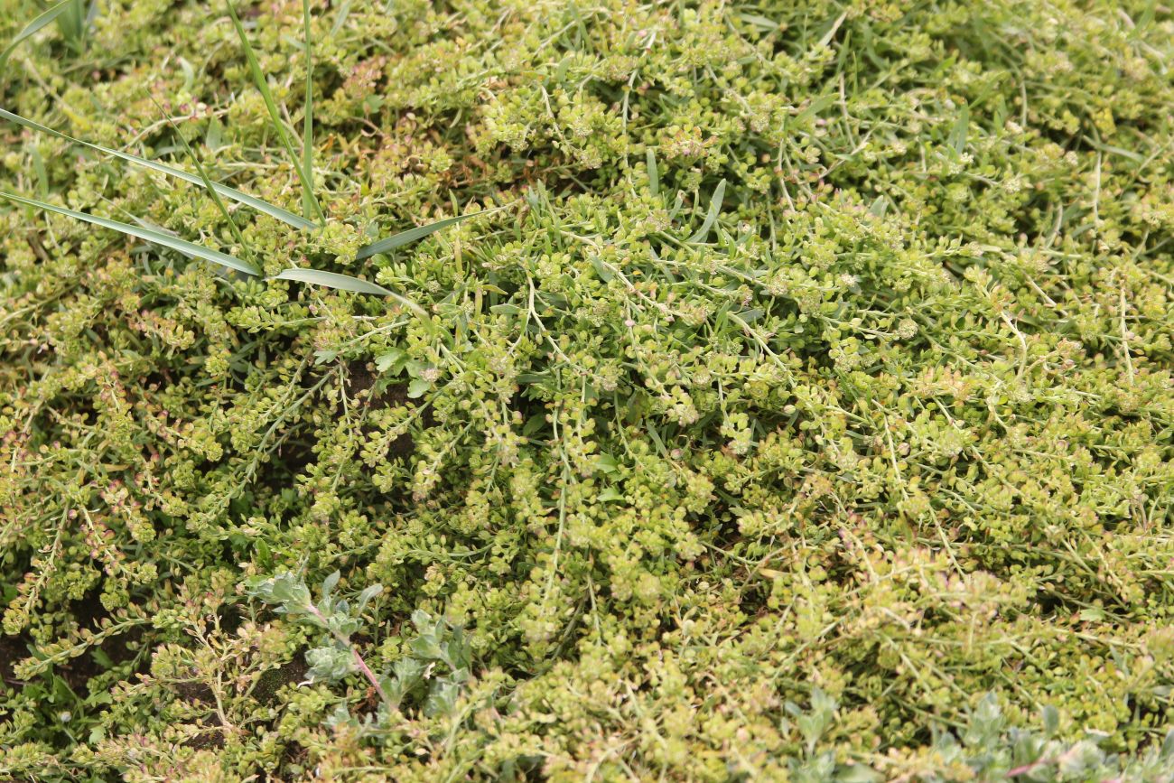 Image of Lepidium apetalum specimen.