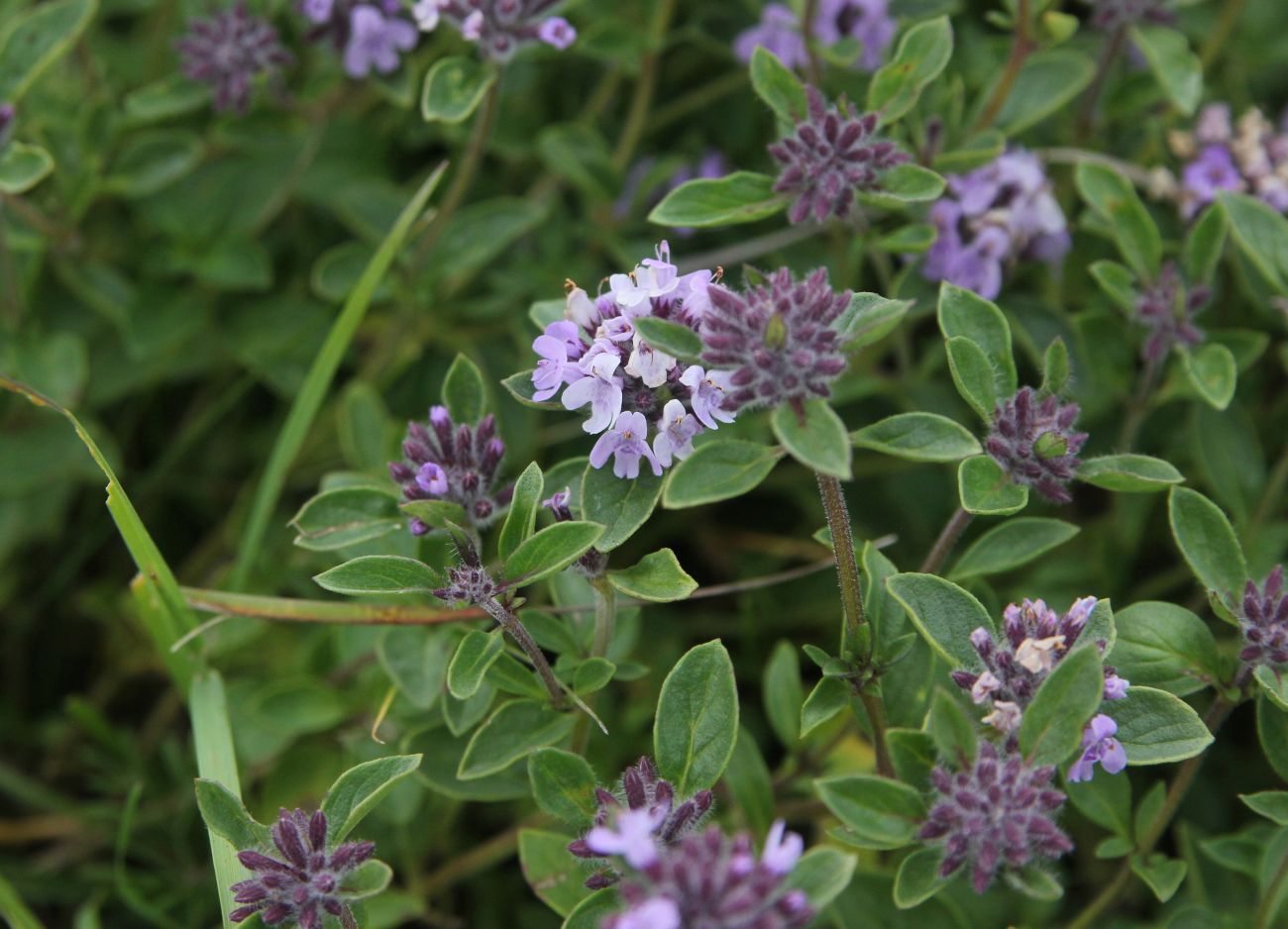 Image of genus Thymus specimen.