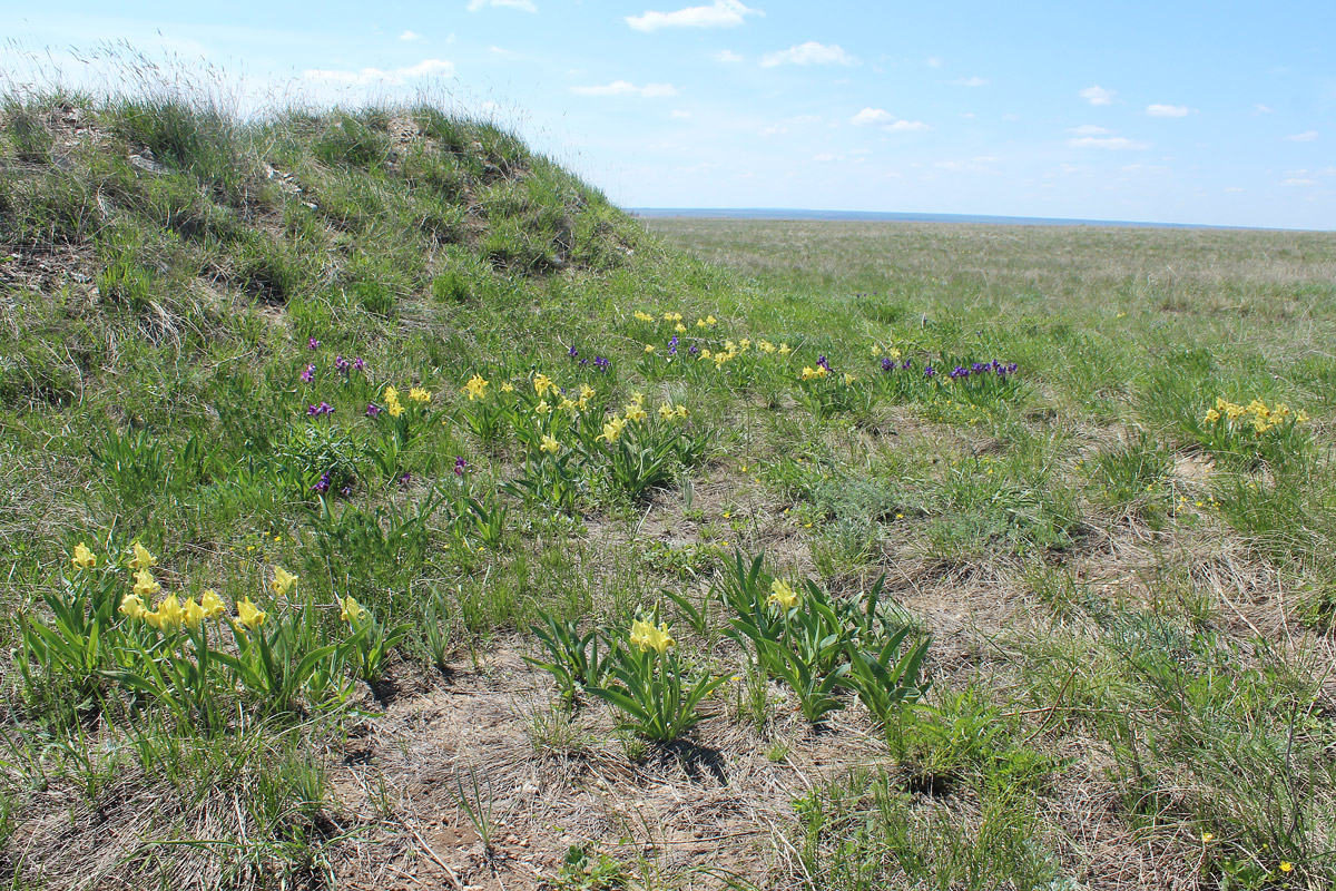 Image of Iris pumila specimen.