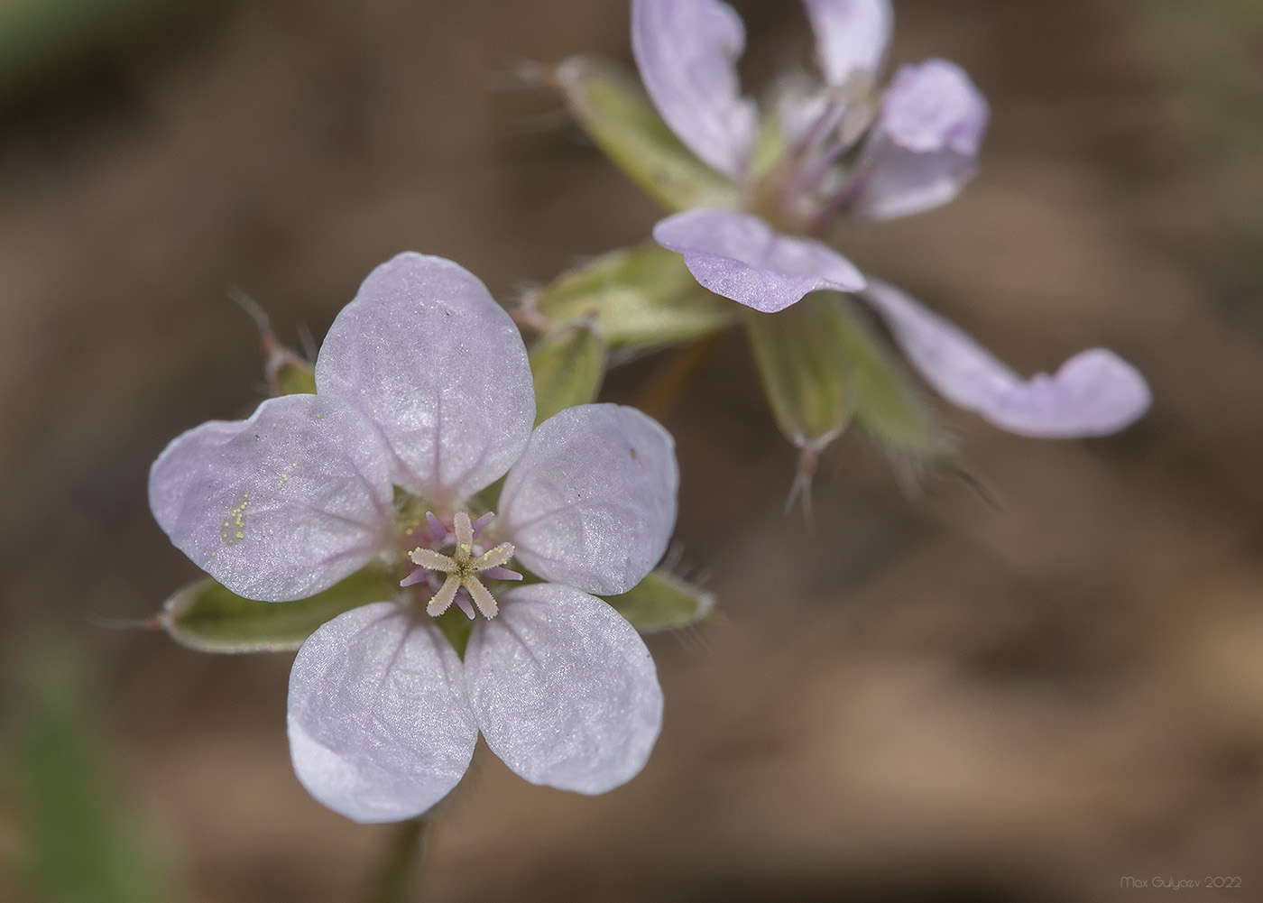 Изображение особи Erodium cicutarium.