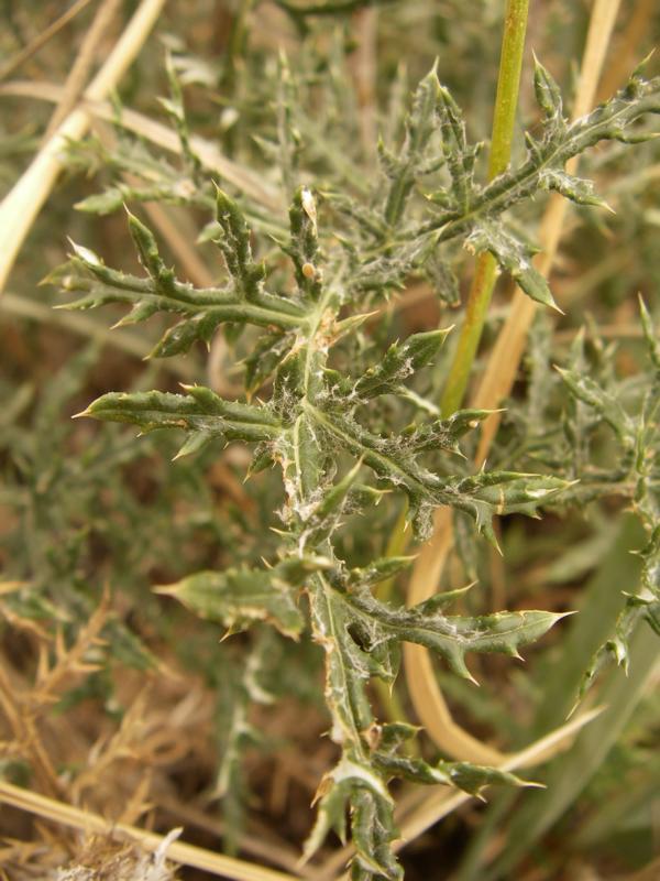 Image of Echinops ruthenicus specimen.