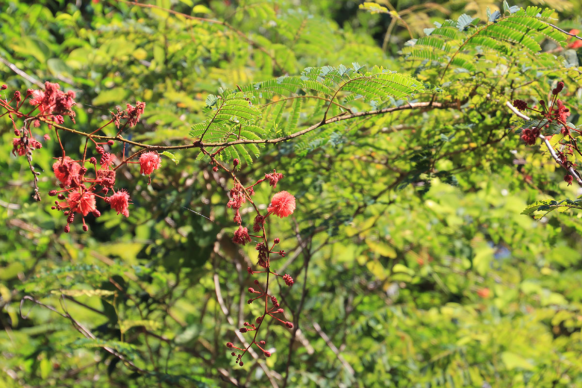 Image of familia Fabaceae specimen.