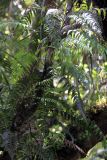 класс Polypodiopsida. Вегетирующее растение. Новая Зеландия, Северный остров, р-н Нортленд, национальный парк \"Waipoua\". 18.12.2013.