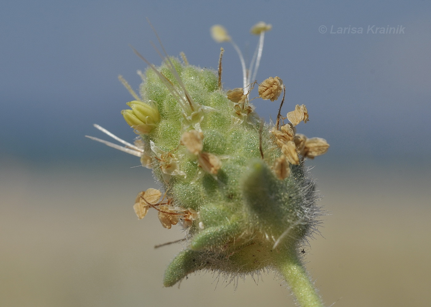 Изображение особи Plantago arenaria.