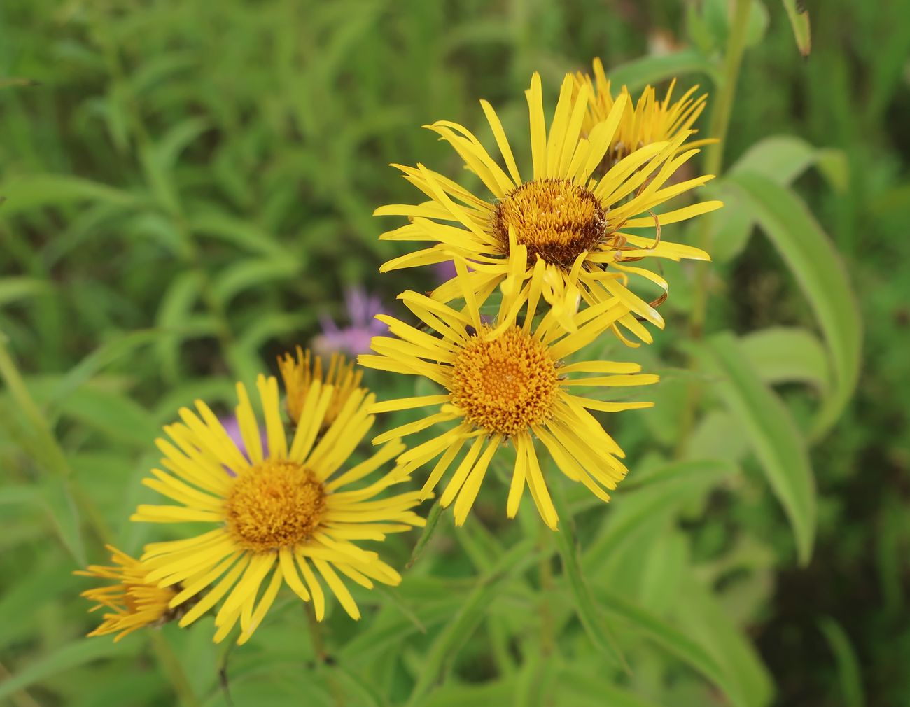 Image of Inula salicina specimen.