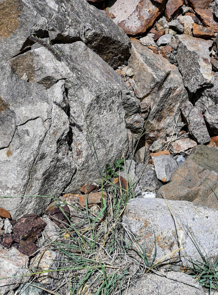 Image of Hordeum nevskianum specimen.