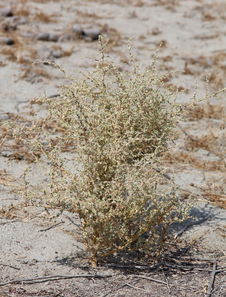 Image of Salsola turkestanica specimen.