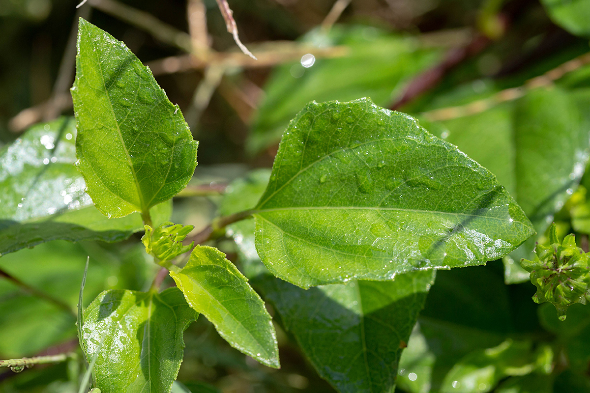 Image of Helianthus debilis specimen.