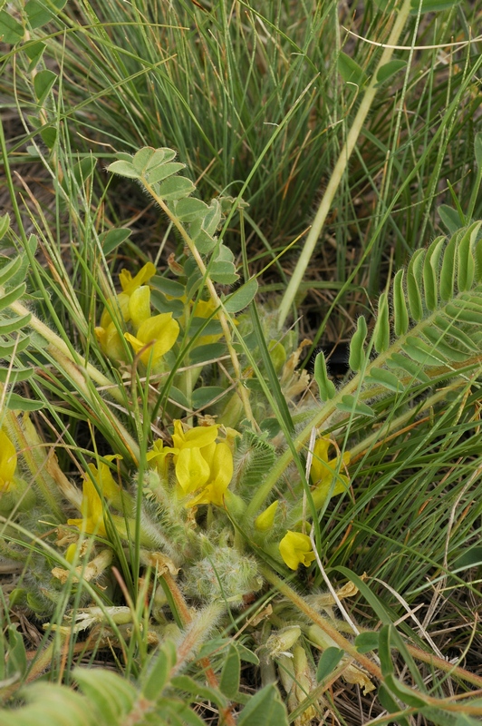 Изображение особи род Astragalus.