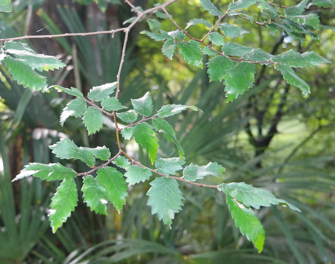 Image of Zelkova carpinifolia specimen.