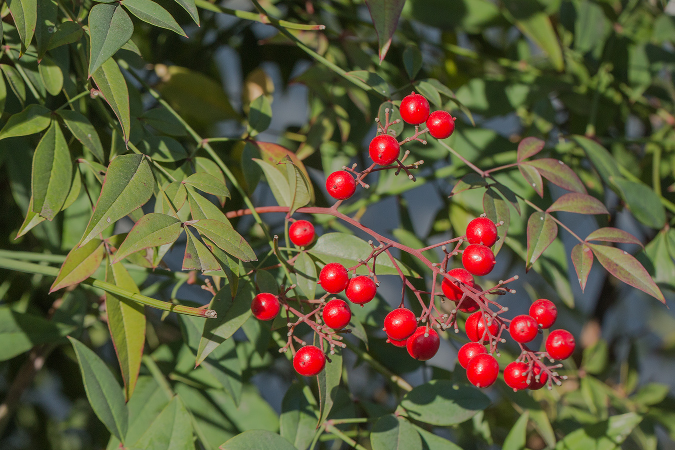 Image of Nandina domestica specimen.