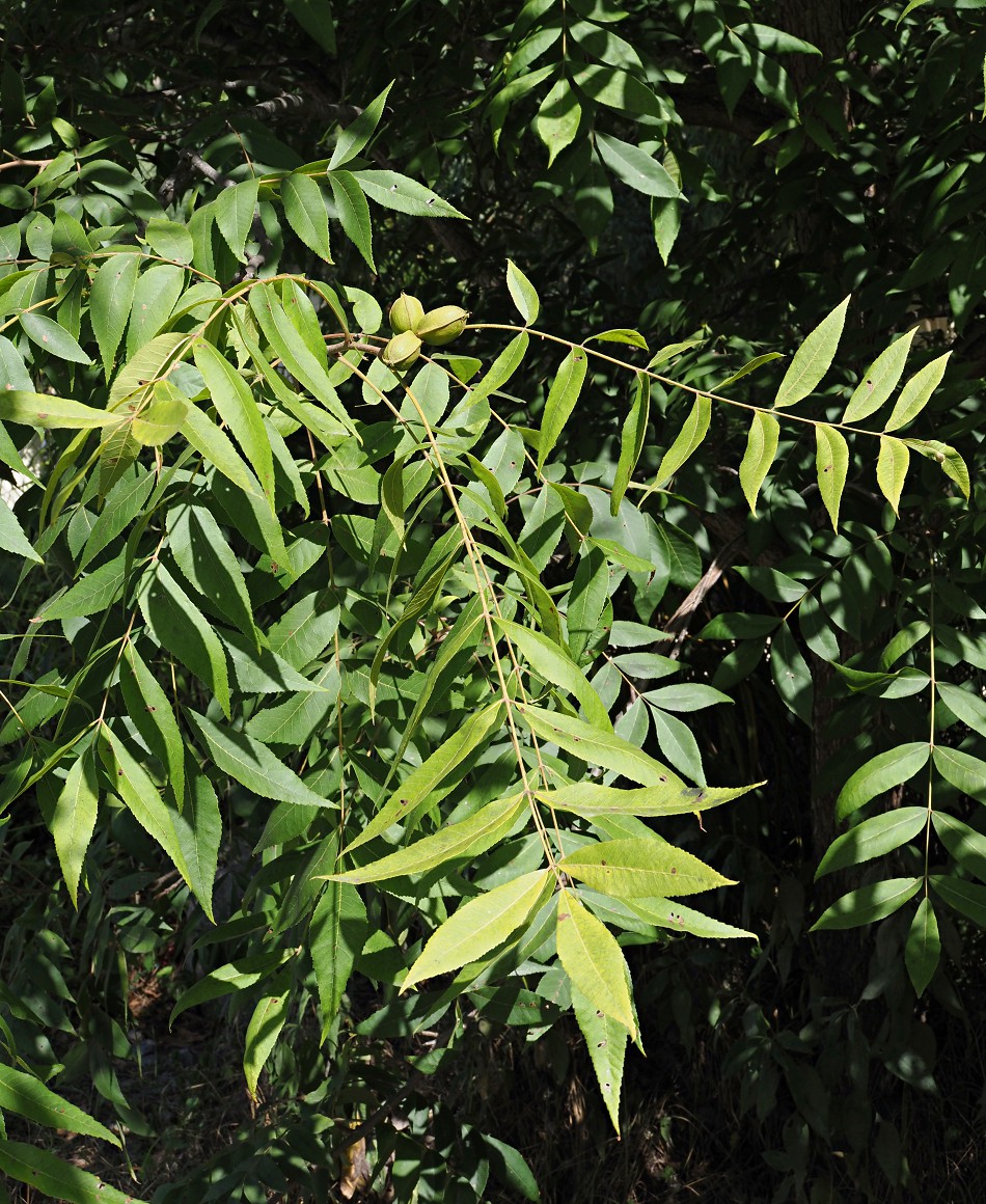 Image of Carya illinoinensis specimen.