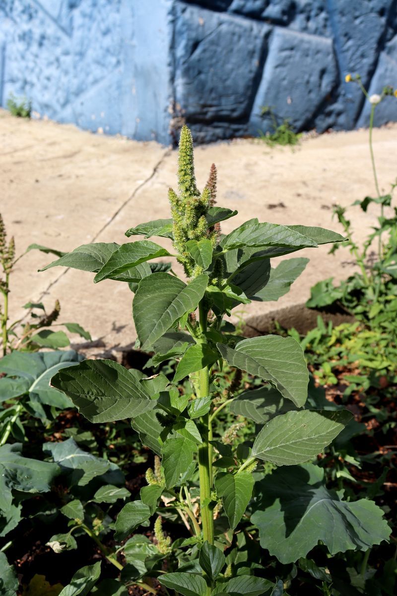 Image of Amaranthus retroflexus specimen.