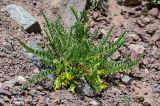 Astragalus lithophilus. Цветущее растение. Киргизия, Ошская обл., Памир, Заалайский хр., долина р. Ачик-Таш, ≈ 3600 м н.у.м., осыпающийся каменистый склон. 07.07.2022.