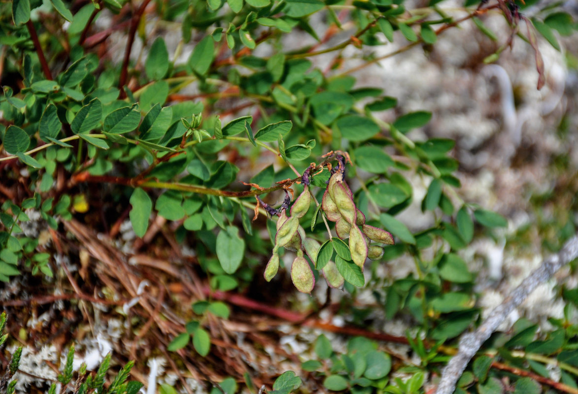 Изображение особи Hedysarum branthii.