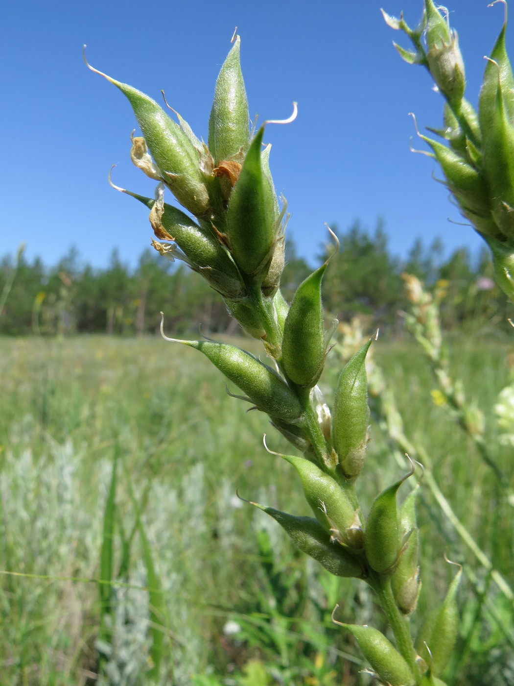 Изображение особи Oxytropis hippolyti.