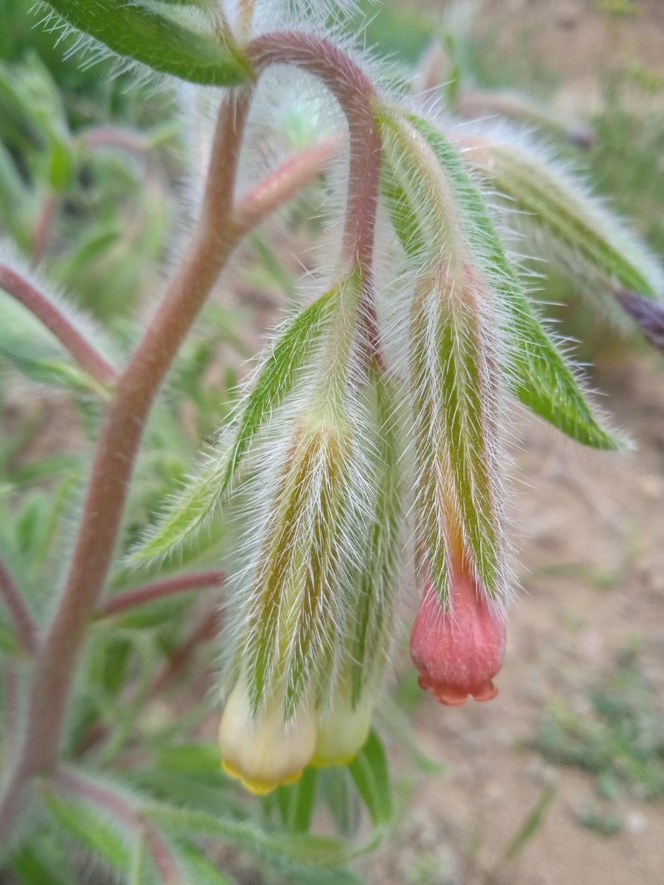 Image of Onosma dichroantha specimen.