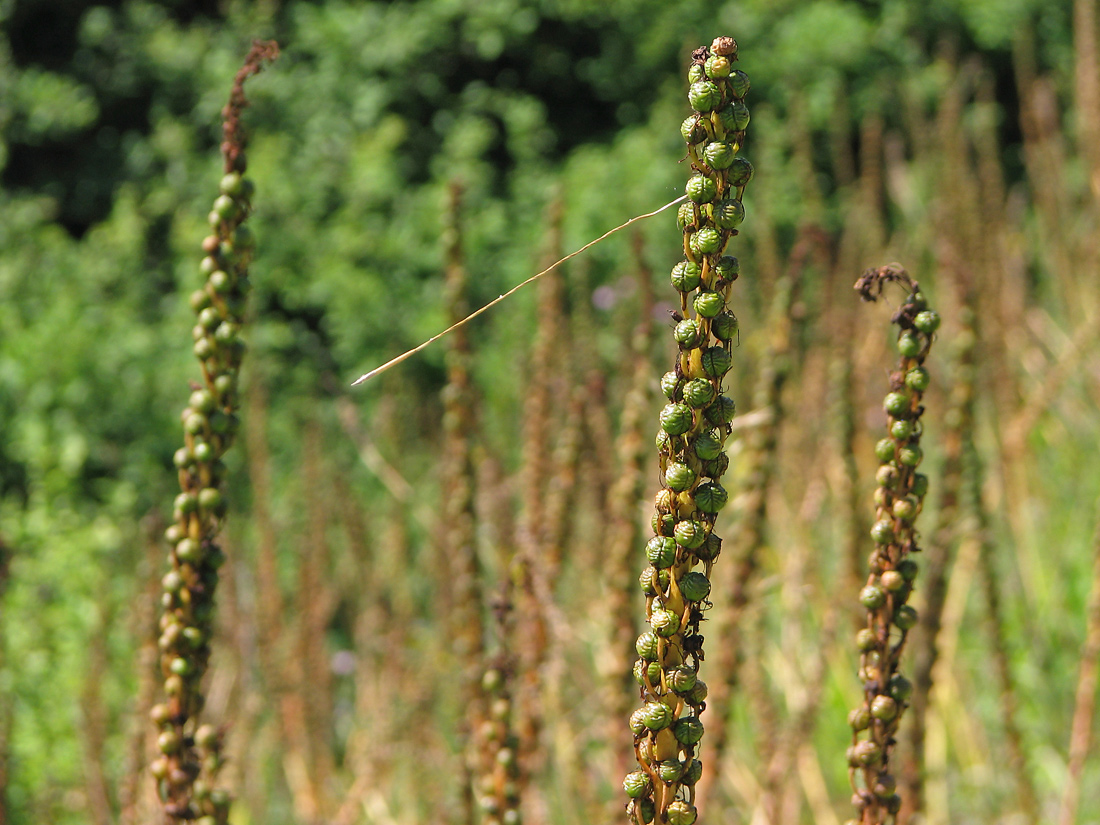 Image of Eremurus spectabilis specimen.