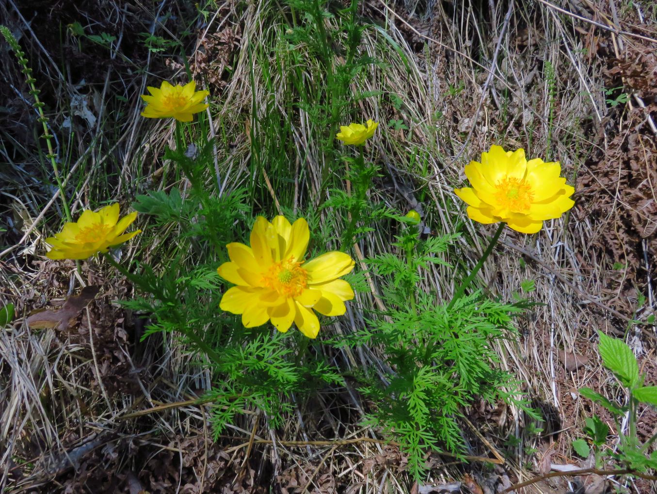 Image of Adonis apennina specimen.