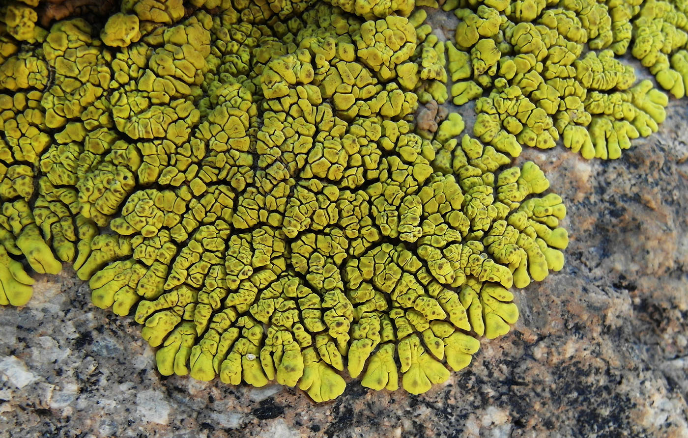 Image of Pleopsidium flavum specimen.