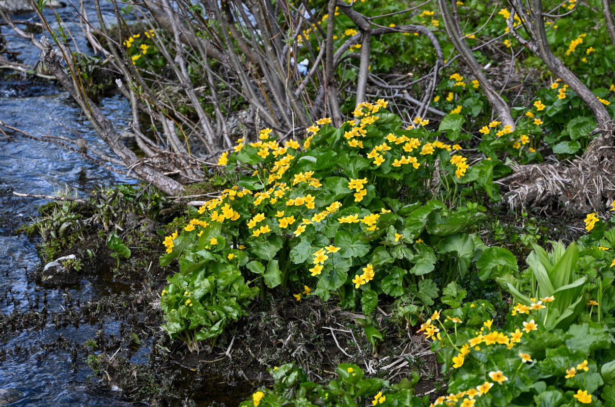 Изображение особи Caltha palustris.