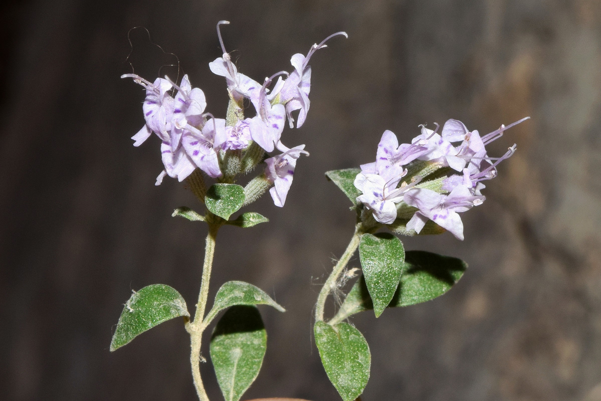 Image of Ziziphora clinopodioides specimen.