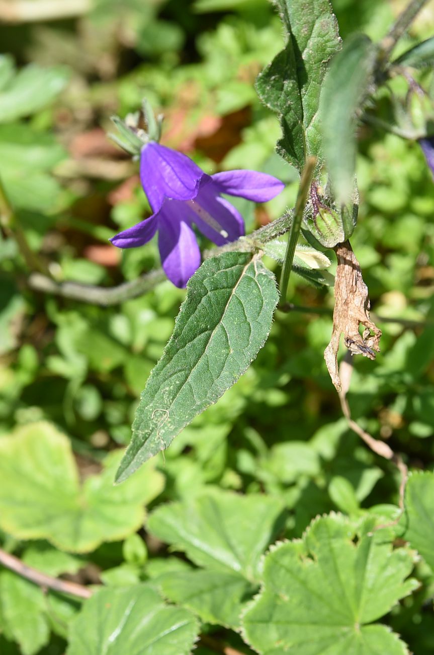 Image of Campanula collina specimen.