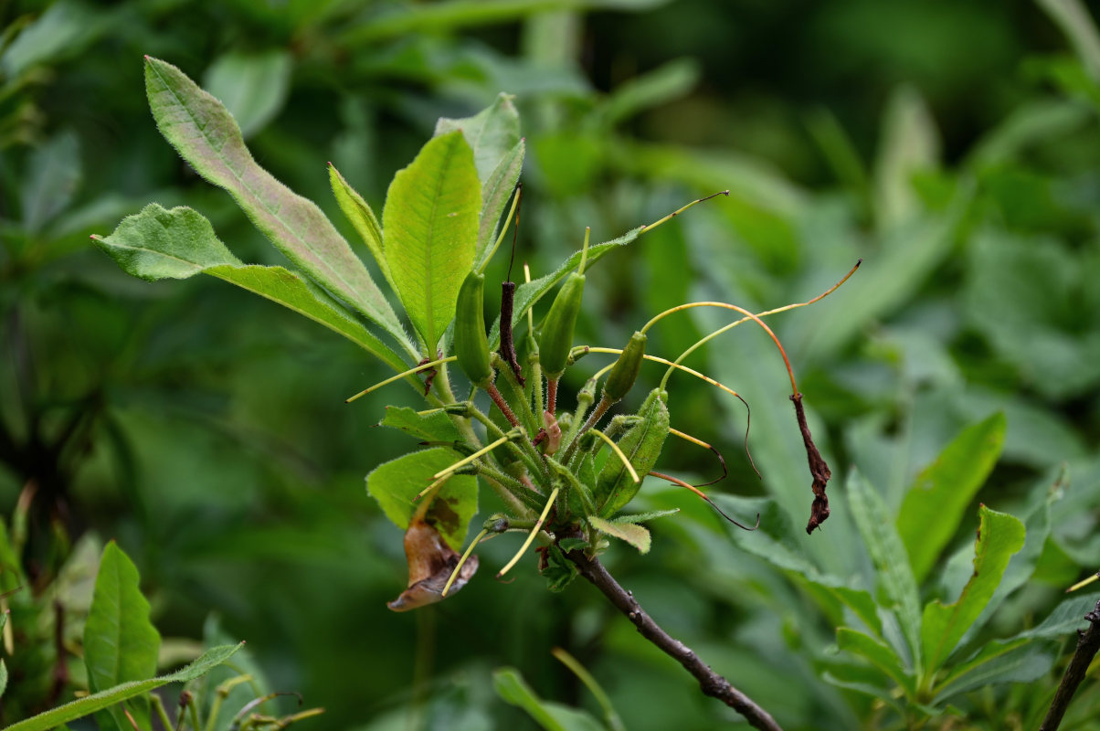 Image of Rhododendron luteum specimen.