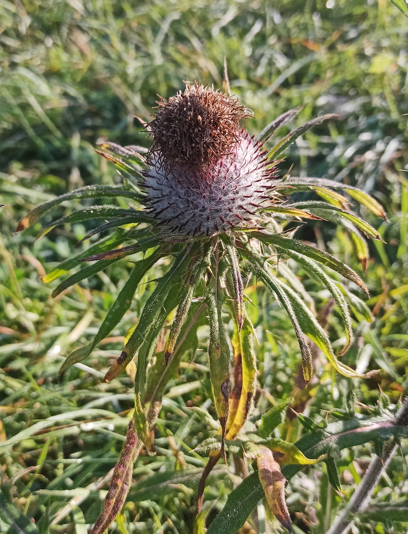 Изображение особи род Cirsium.