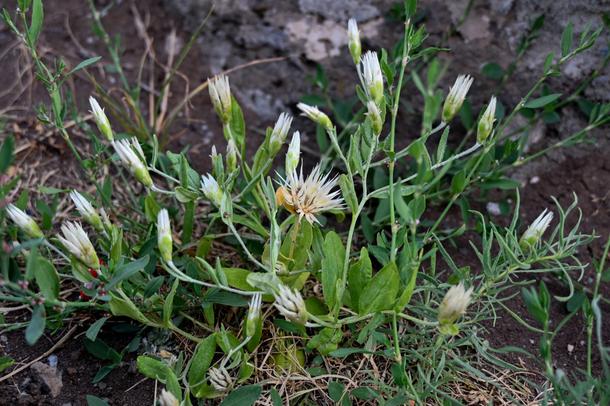 Image of Chardinia orientalis specimen.