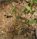 Calamagrostis arundinacea. Основание растения. Чувашия, окр. г. Шумерля, сосновый лес за пос. Палан. 24 июня 2010 г.