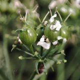 Смотреть изображение Coriandrum sativum