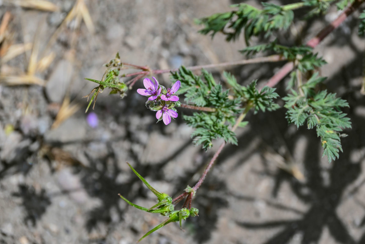 Изображение особи Erodium cicutarium.