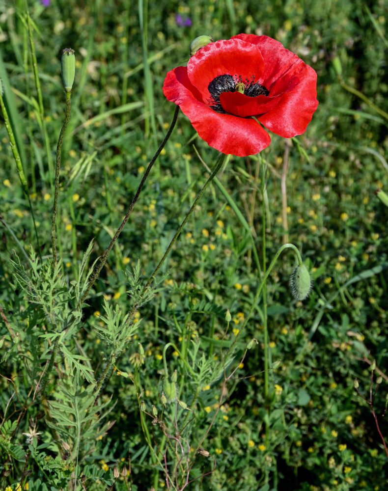 Изображение особи род Papaver.