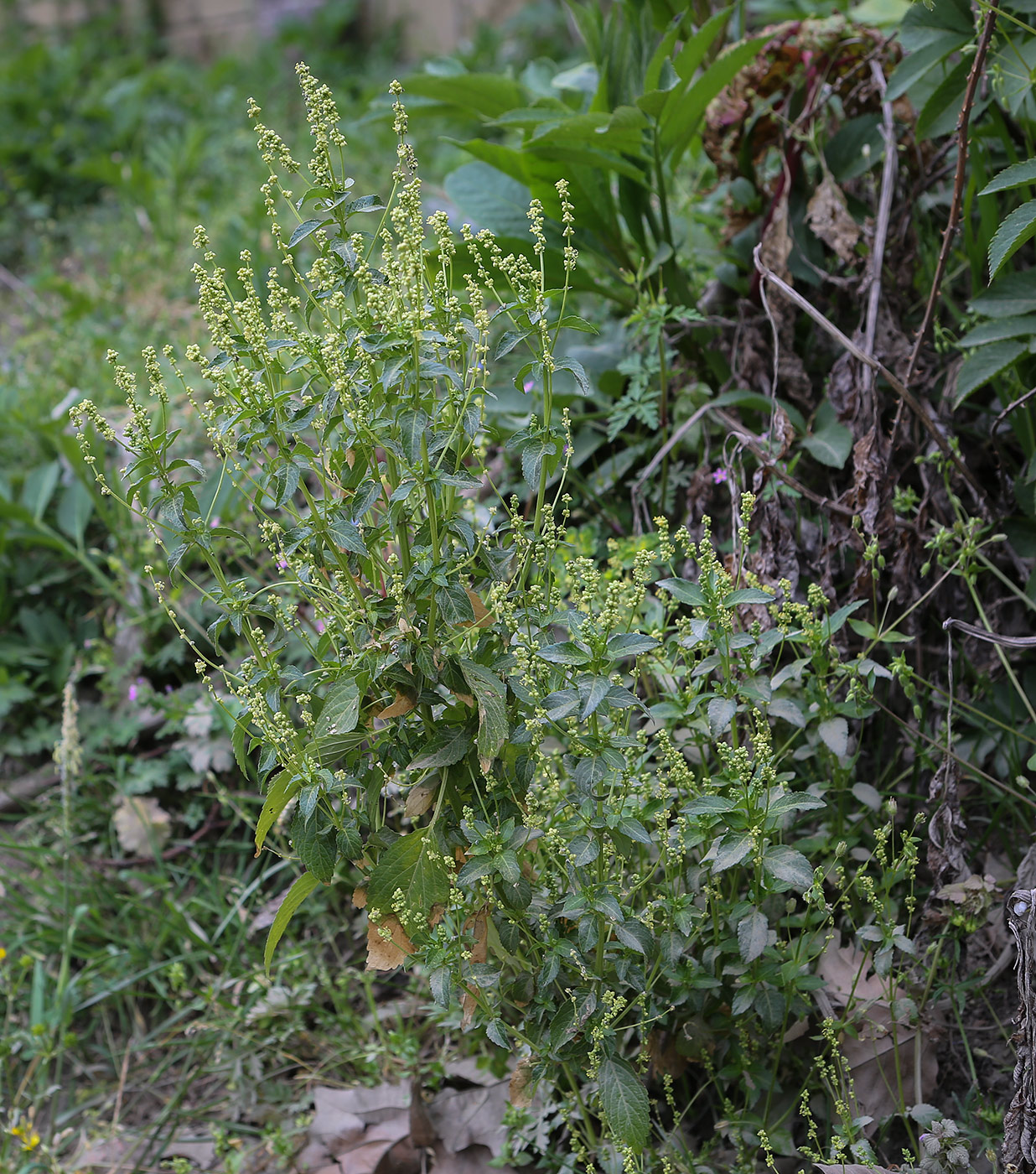 Image of Mercurialis annua specimen.