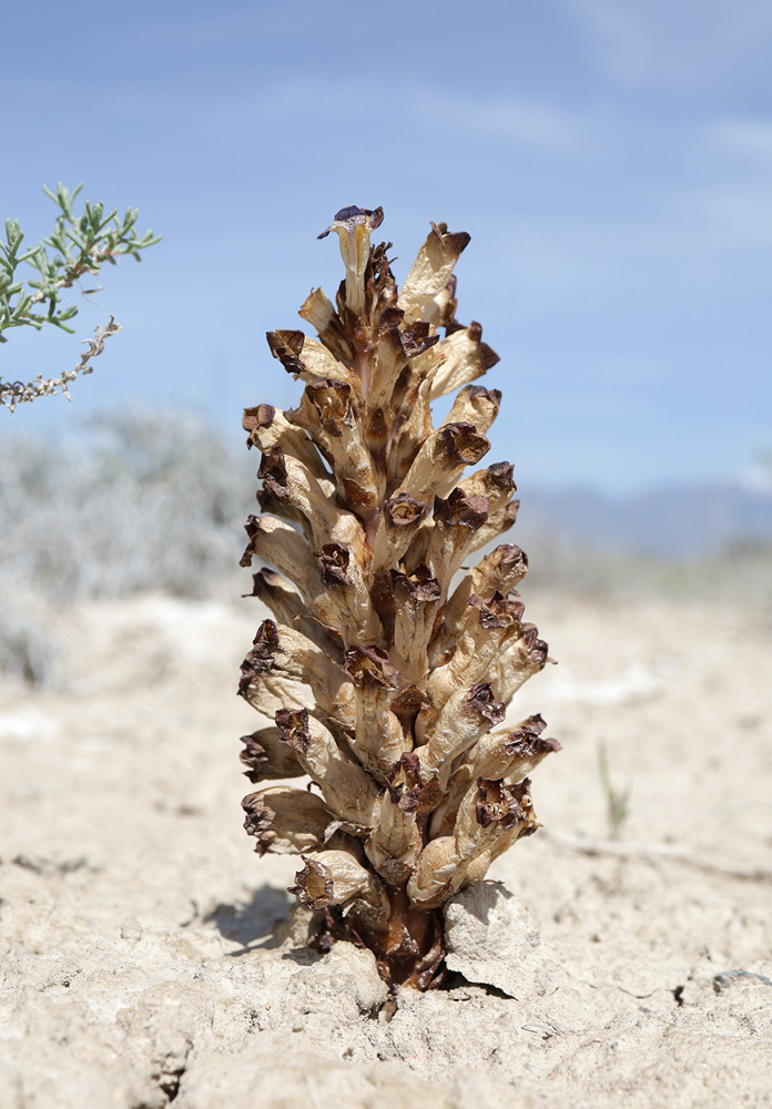 Image of Cistanche salsa specimen.