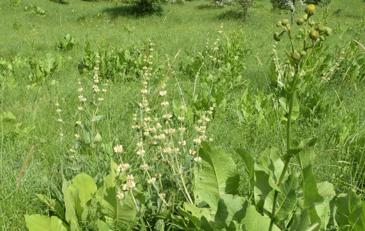 Изображение особи Phlomoides arctiifolia.