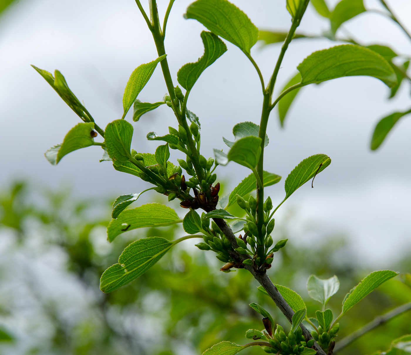 Image of Rhamnus cathartica specimen.