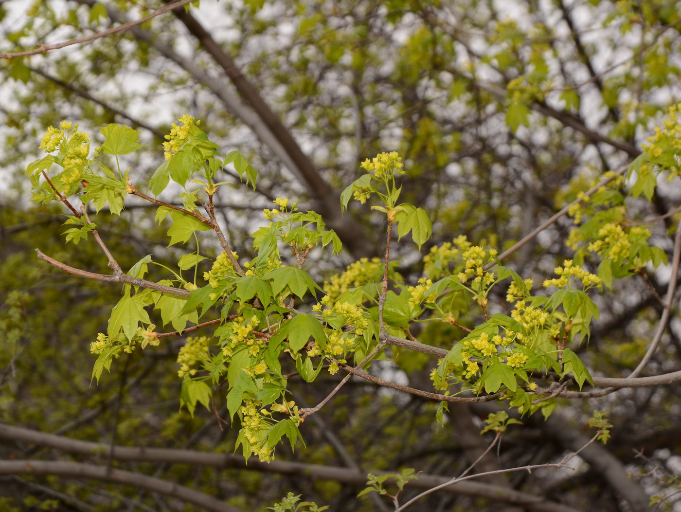 Изображение особи Acer turkestanicum.