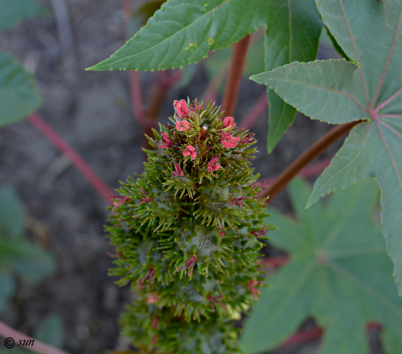 Image of Ricinus communis specimen.