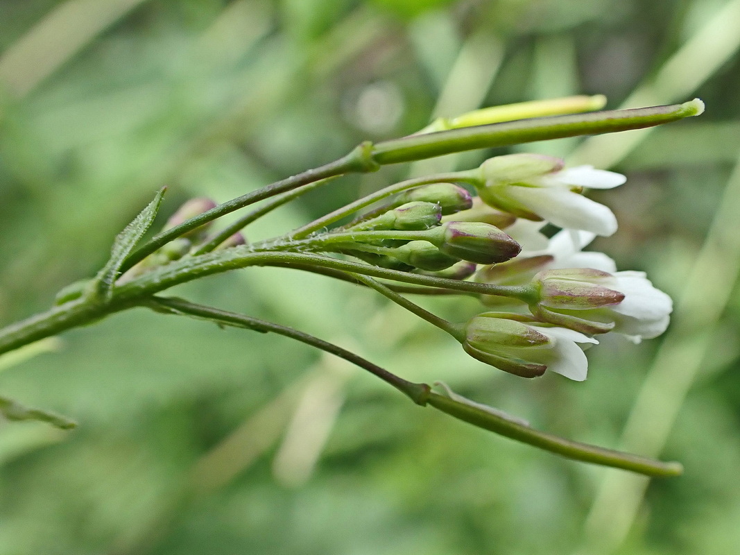 Image of Arabis pendula specimen.