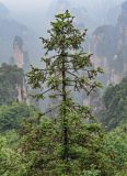 Cunninghamia lanceolata. Крона взрослого дерева. Китай, провинция Хунань, национальный парк \"Чжанцзяцзе\", опушка смешанного леса. 07.06.2024.