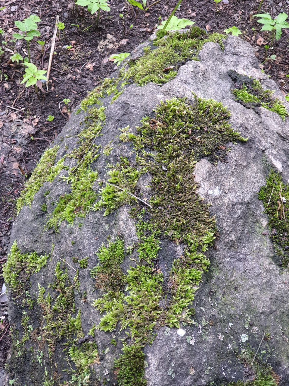 Изображение особи класс Bryopsida.