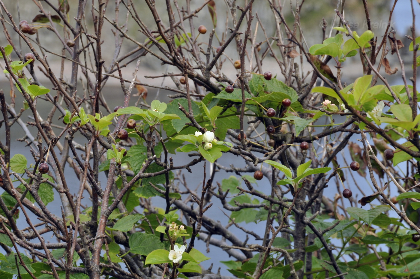 Изображение особи Malus mandshurica.