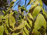 Phellodendron amurense. Соплодие с незрелыми плодами и листья в осенней окраске. Хабаровский край, г. Комсомольск-на-Амуре, Силинский лесопарк. 04.10.2024.