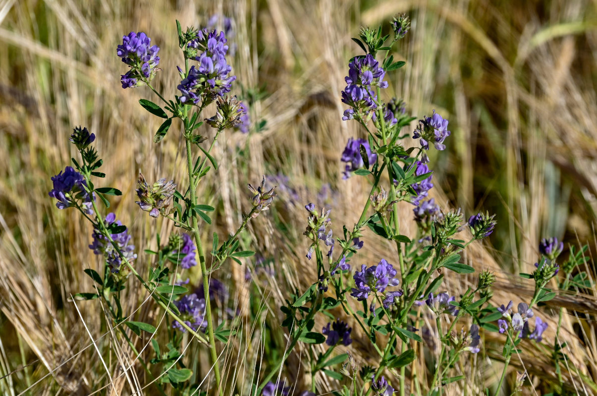 Image of Medicago sativa specimen.