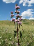 Phlomoides tuberosa. Верхушка цветущего растения. Казахстан, Восточно-Казахстанская обл., Зайсанский р-н; Саур-Тарбагатай, Шиликтинская впадина, ≈ 1500 м н.у.м., степь. 1 июля 2024 г.