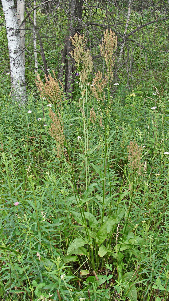 Image of Rumex acetosa specimen.