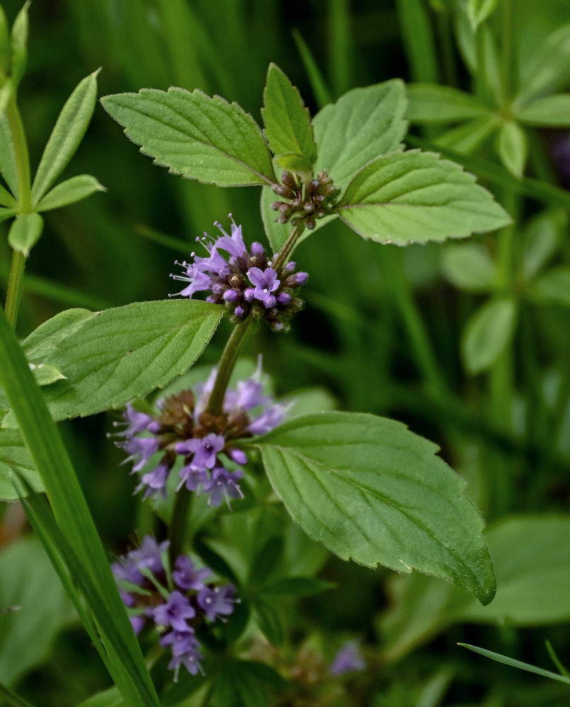 Изображение особи Mentha arvensis.