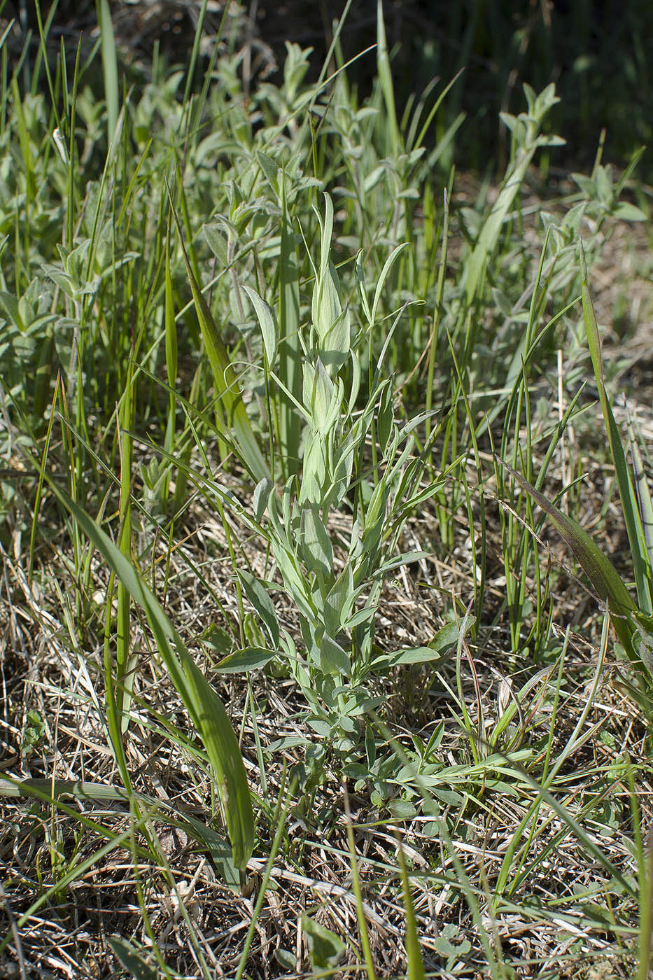 Image of Lathyrus pratensis specimen.